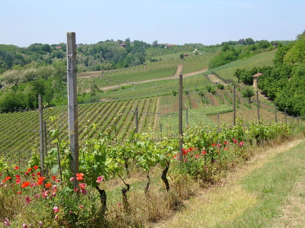 Villa Cascina Rollone Rocchetta Tanaro Esterno foto